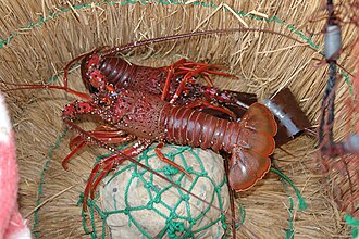 海産問屋 山金商店